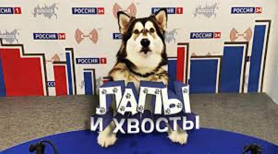 Лапы и хвосты