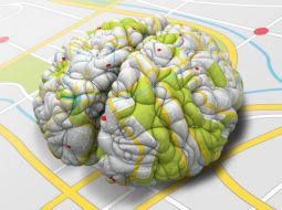 Mind Map Brain Perspective